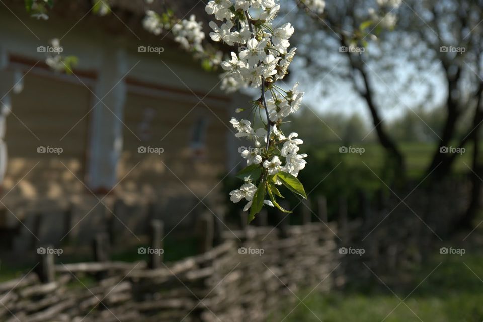 An old Ukrainian village house in blooming cherry trees 