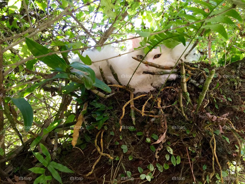 CAT AT TREE