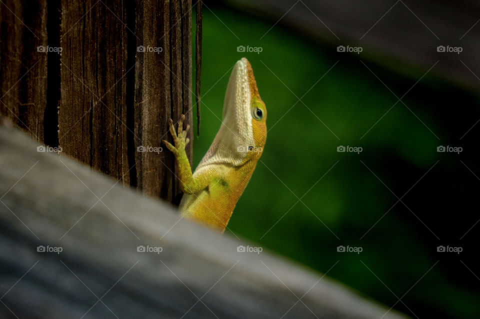 Macro of a Carolina Anole with a smug expression climbing up on a rail on a wooden footbridge at Yates Mill County Park in Raleigh North Carolina, Triangle area, Wake County.