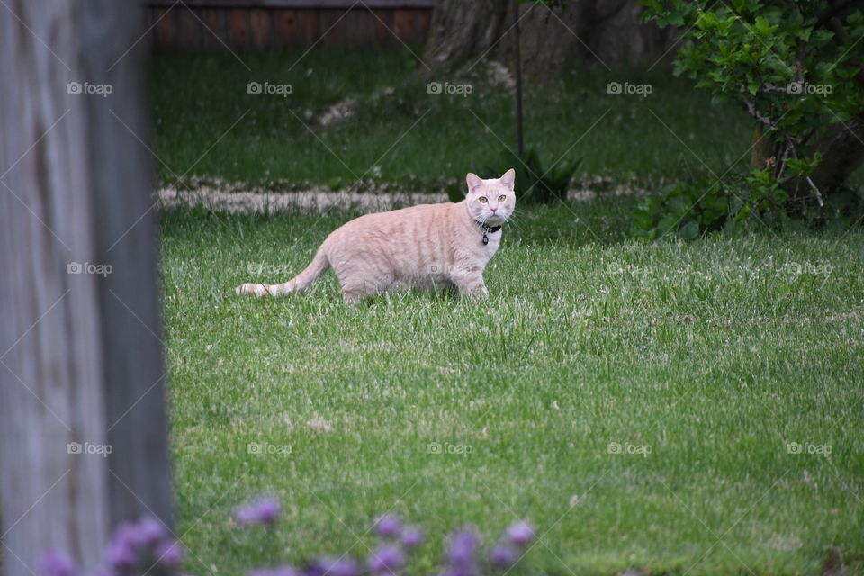 cat in grass