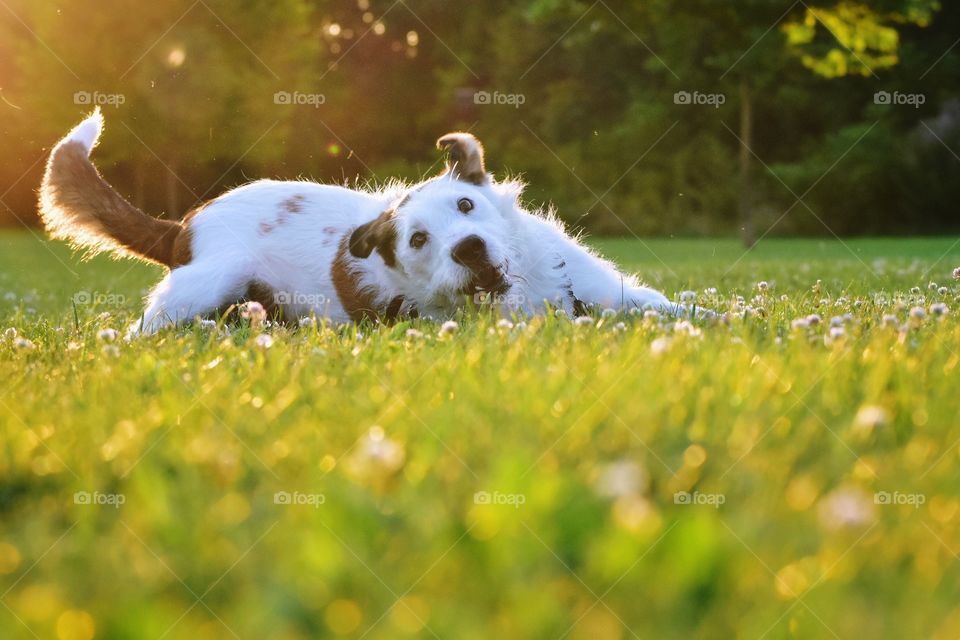 Cute happy terrier hound mixed breed pet puppy dog having fun playing in a field of grass at golden hour 