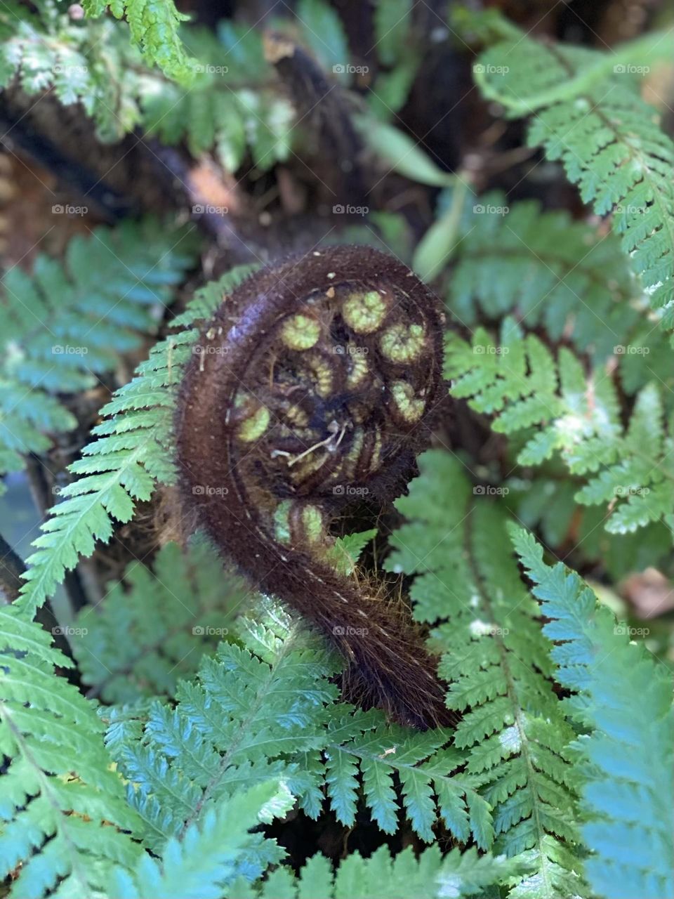 Koru, Fern, To Maori symbolises new life, growth, strength and peace