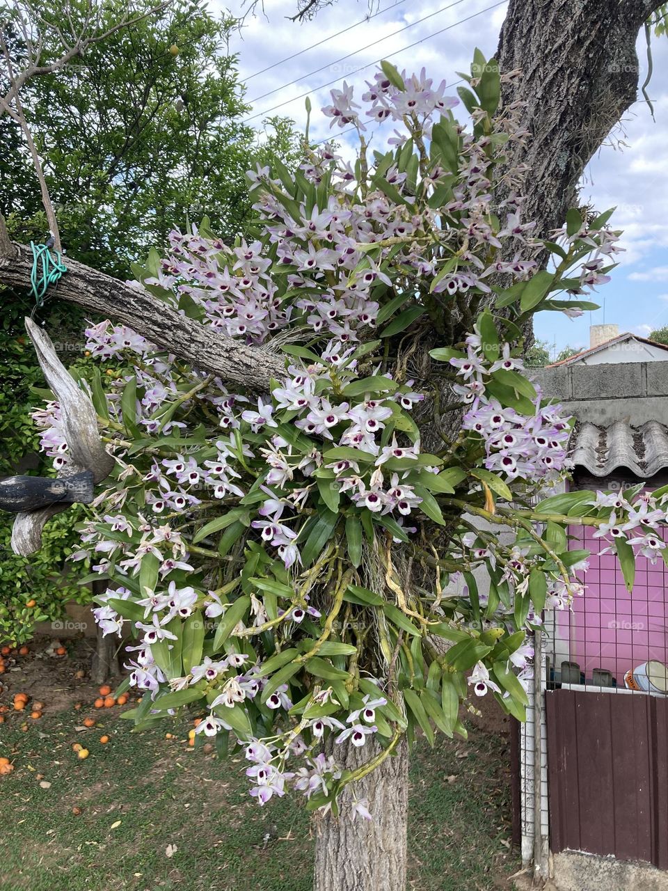 🌹 🇺🇸 Very beautiful flowers to brighten our day.  Live nature and its beauty. Did you like the delicate petals? / 🇧🇷 Flores muito bonitas para alegrar nosso dia. Viva a natureza e sua beleza. Gostaram das pétalas delicadas? 
