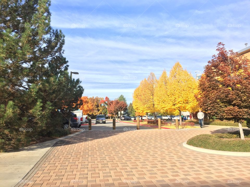 the trees turn radiant fall colors on Brigham Young University’s campus // fall 2018