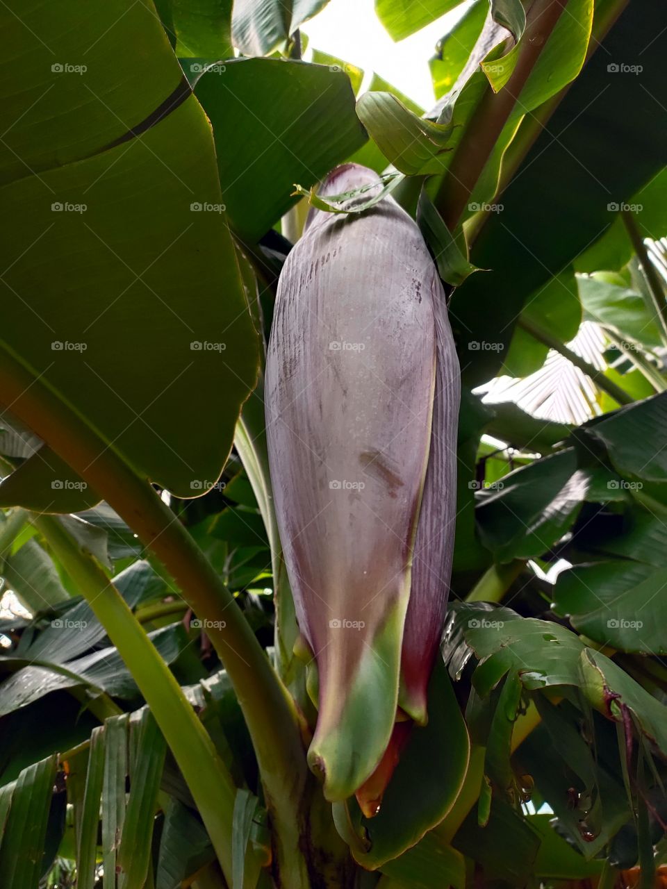 Natural Beauty
Banana Tree 🍌
World of Flora
🌱🌱