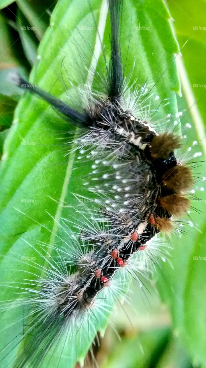 caterpillars