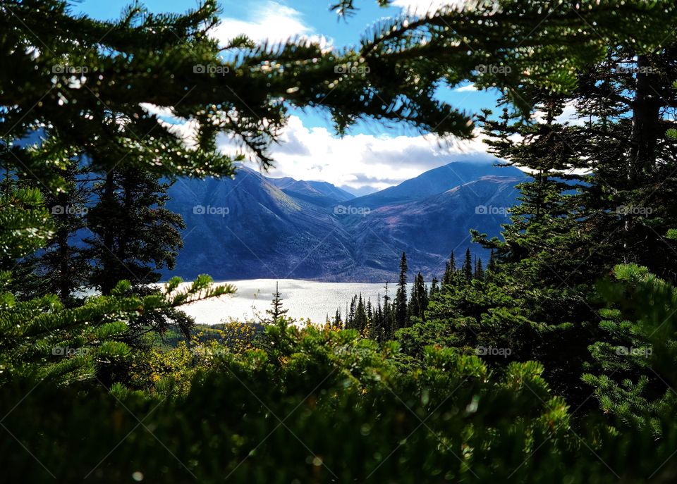 Lakes through pine trees