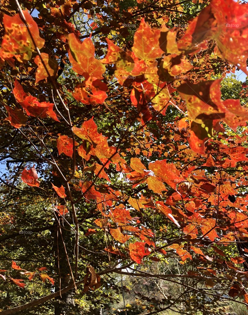 Backlit bright red and orange maple leaves on tree in autumn 
