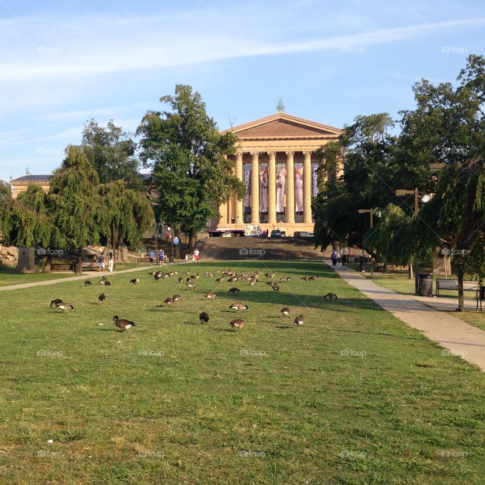 Museum of Art with Geese. Backside of Philadelphia Museum of Art exterior with geese in the foreground