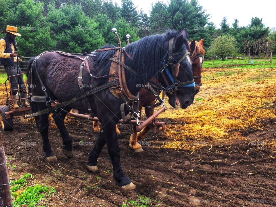 Amish farmer tilling with draft horses