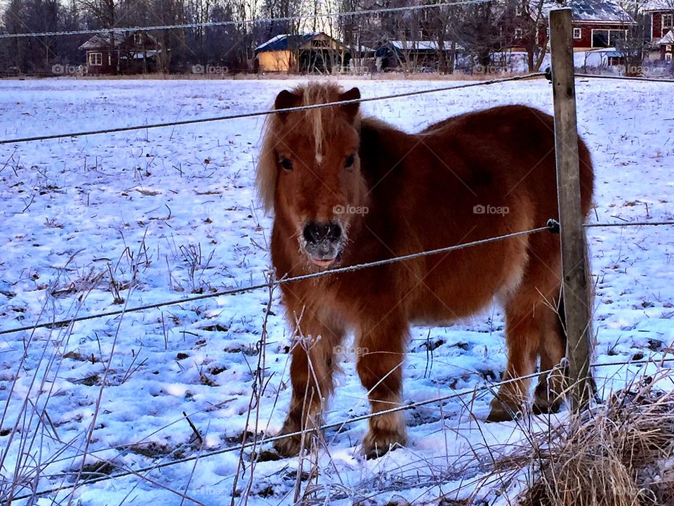 Mini horse!