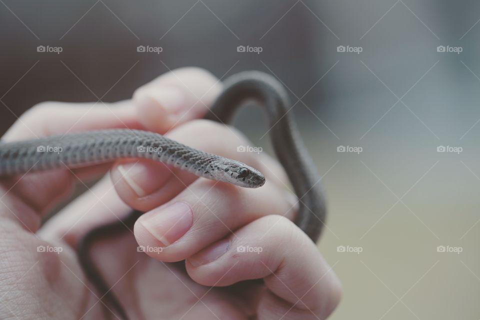 A baby snake being held loosely in someone's hand