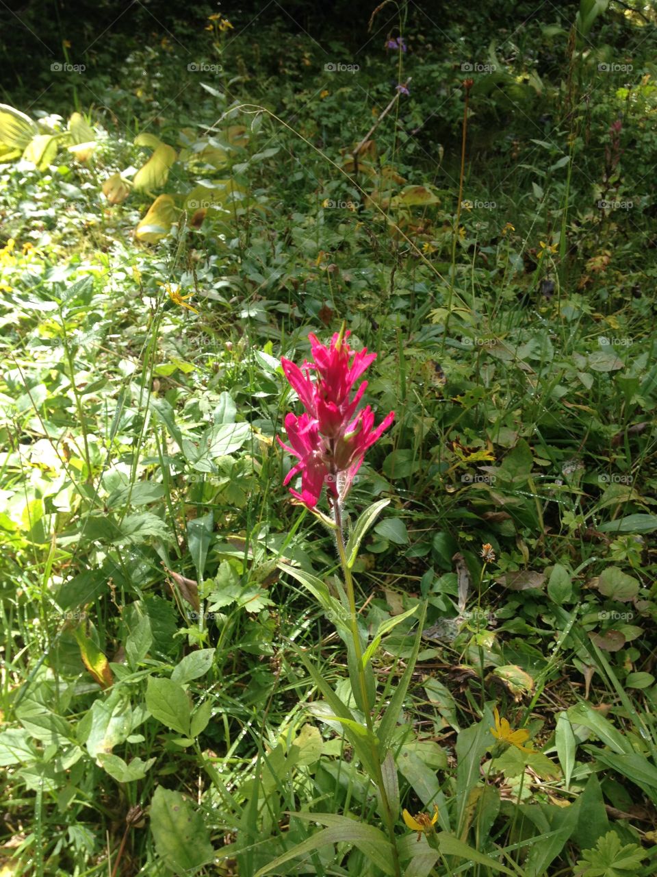 Wild flowers