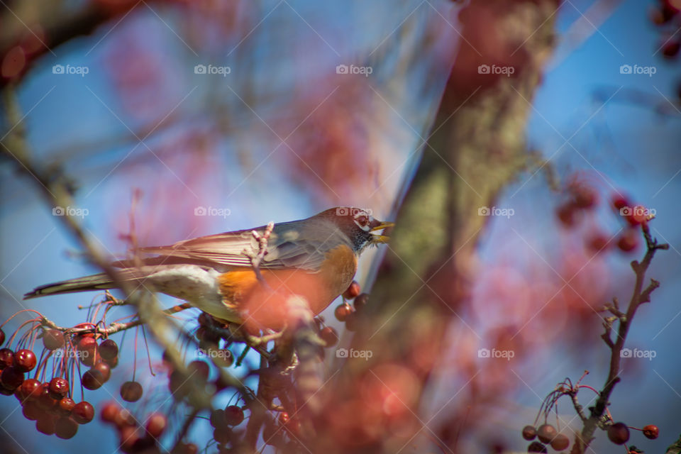 Close-up of bird perching rowan tree