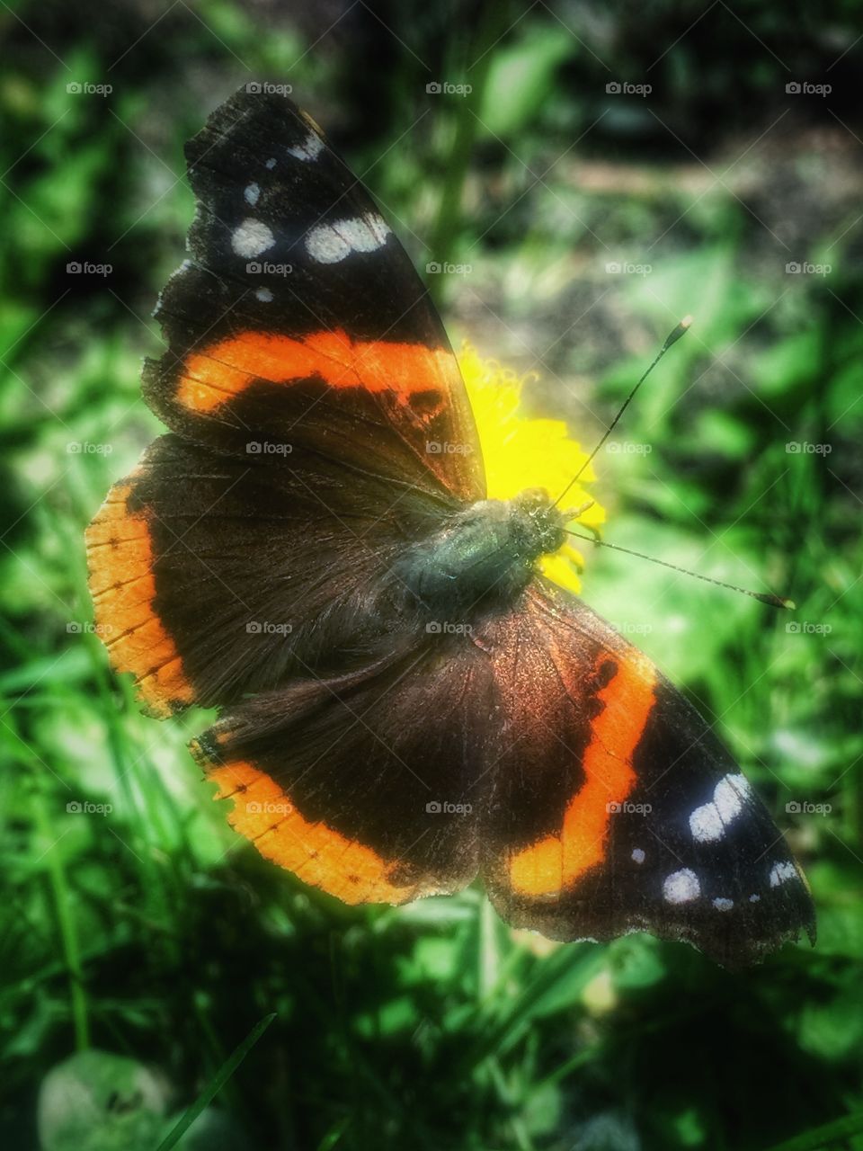 Painted lady. Beauty 