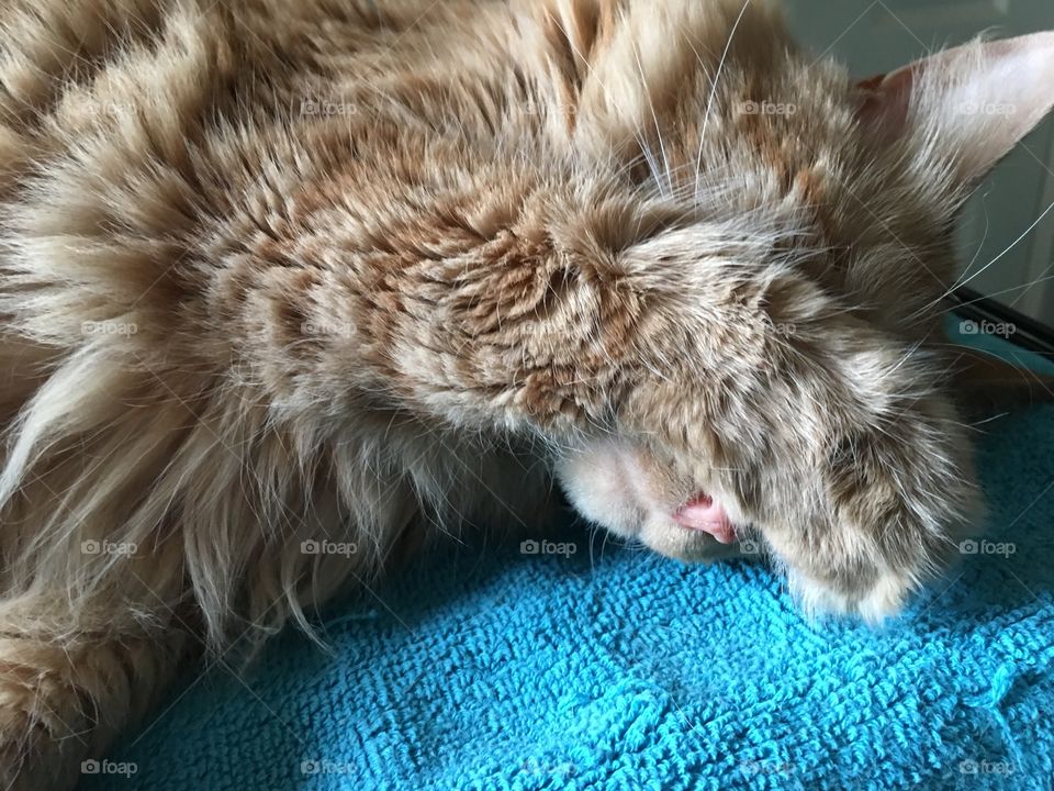 Tiny cat falls asleep 