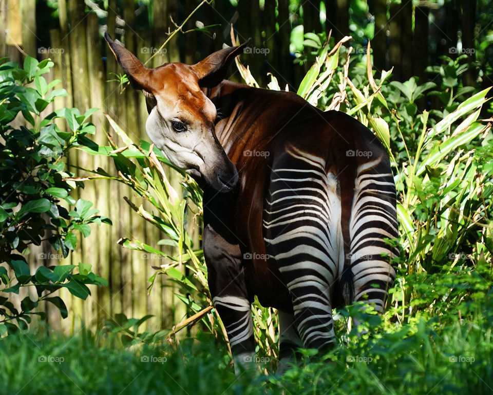 Okapi in the early morning light