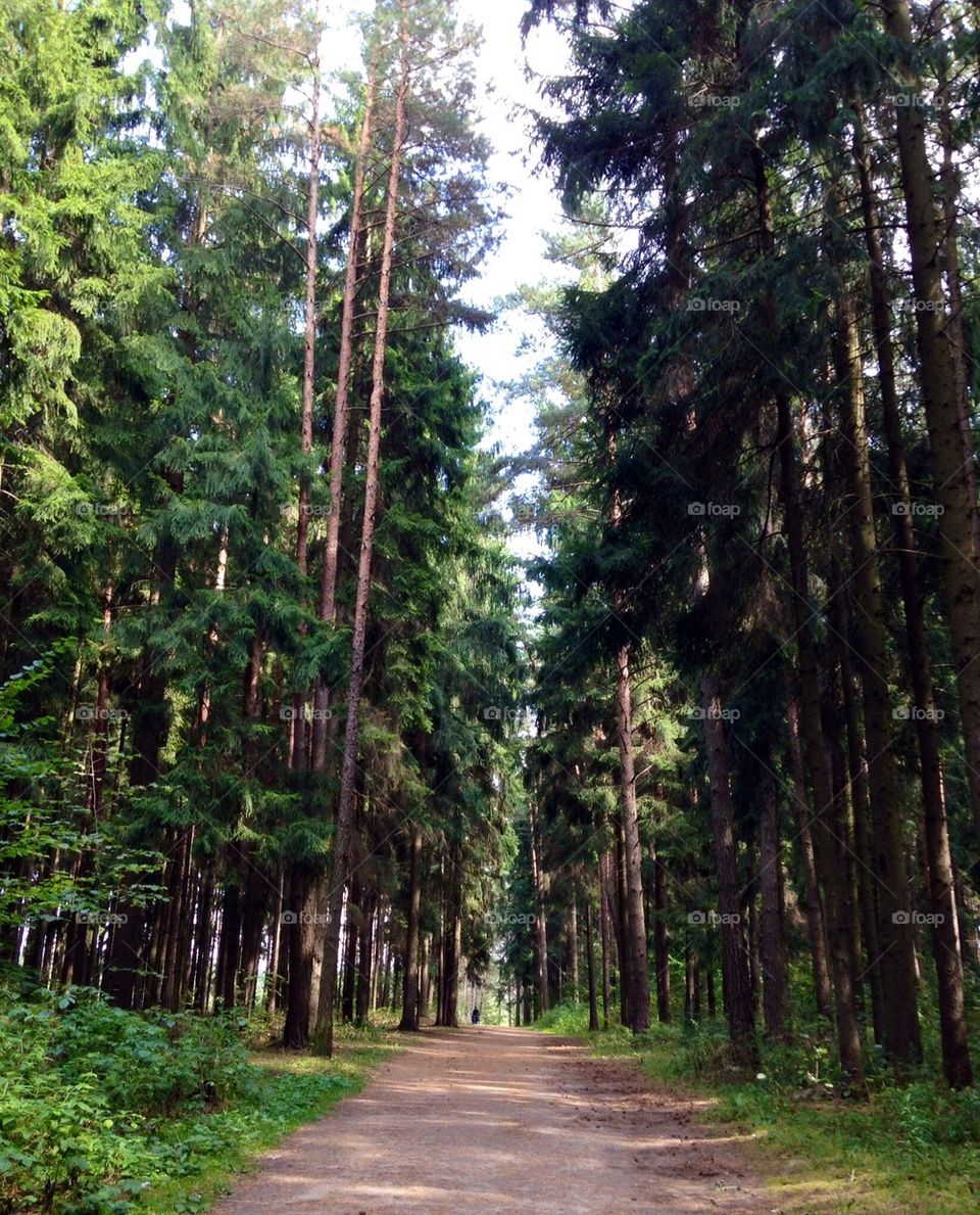 Road passing through forest