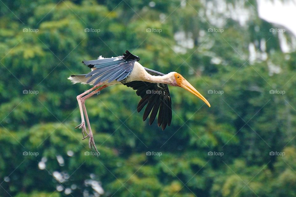 Stork gliding in for water landing