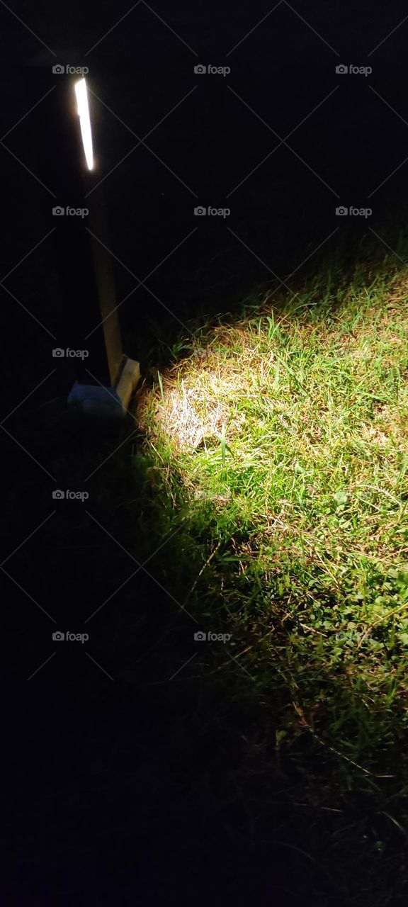 Grass under the light in the night