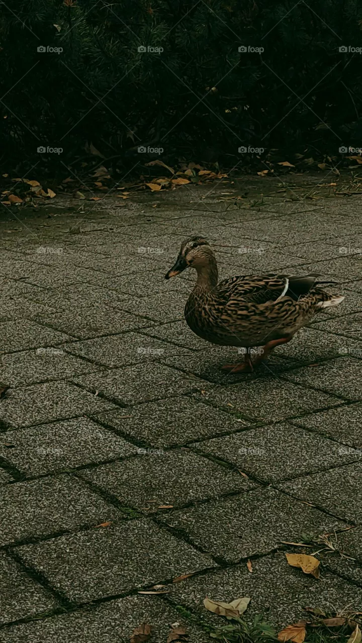 my morning walk
