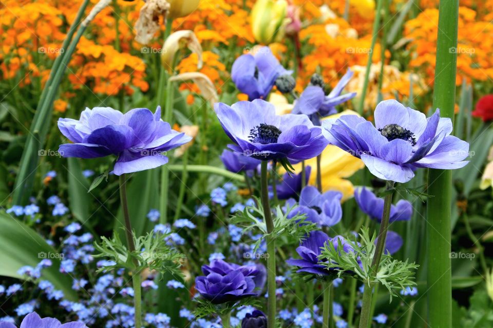 beautiful floral splendor