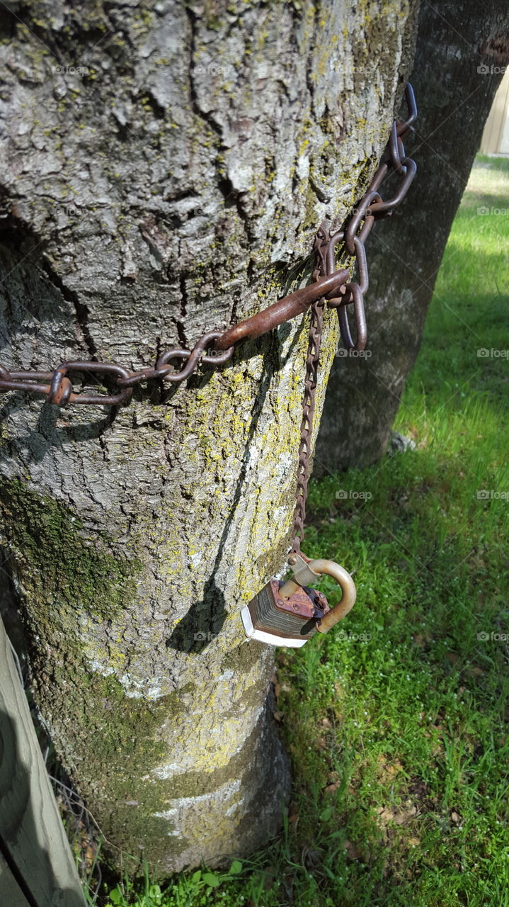 Chained to a Tree