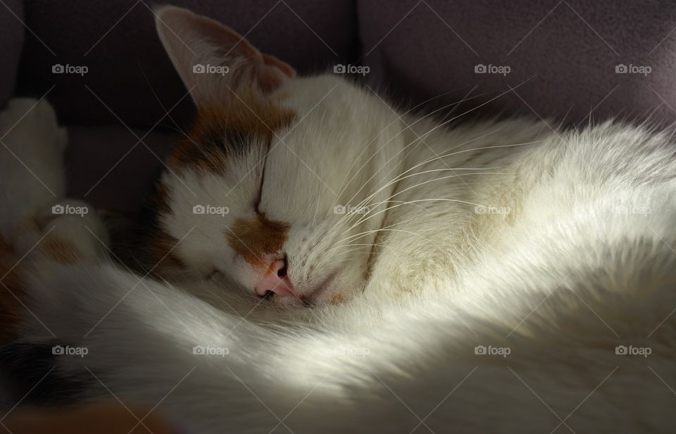 cat pet sleep home in the solar light