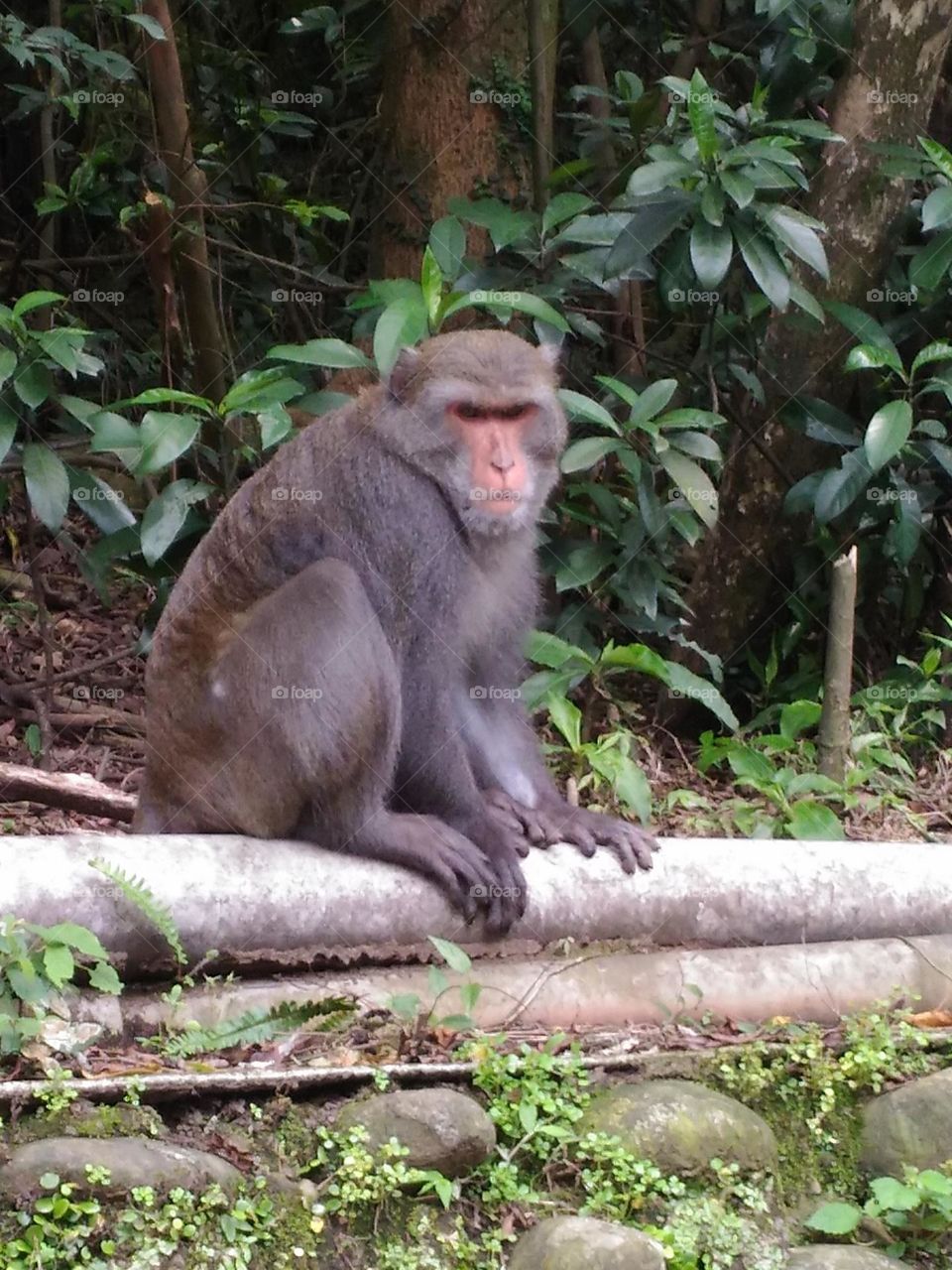 Lazy monkey