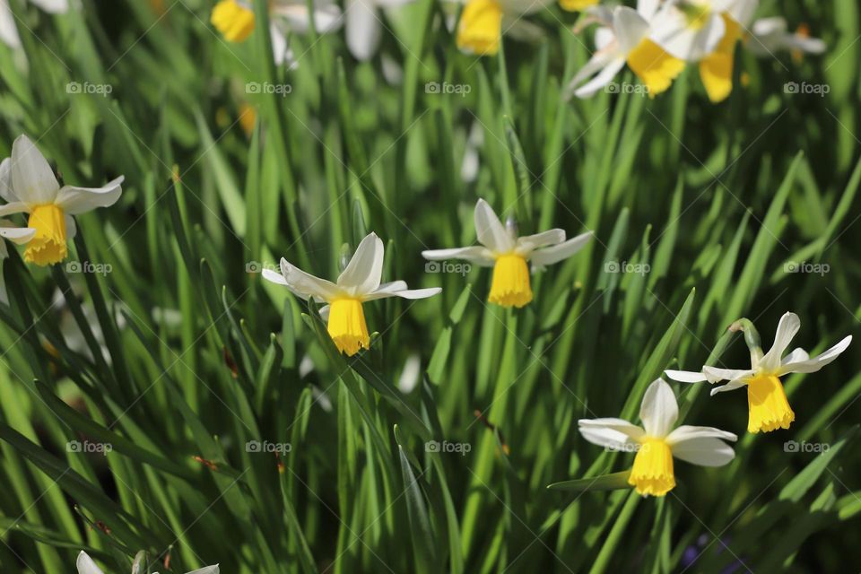 Daffodils 