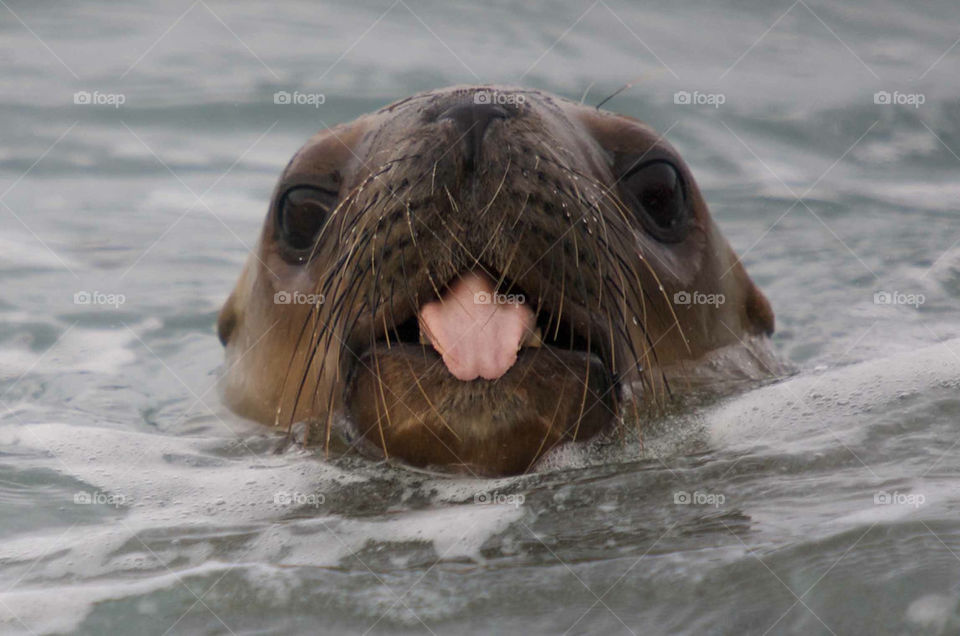 young sea lion cheeky by penguin