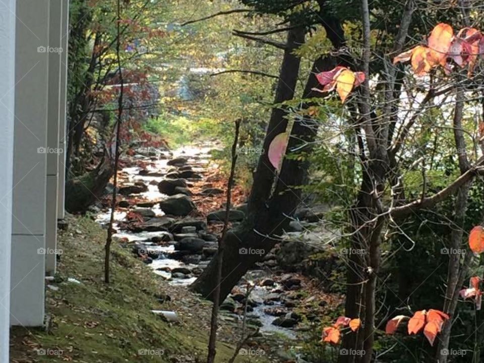 Scenery in Gatlinburg