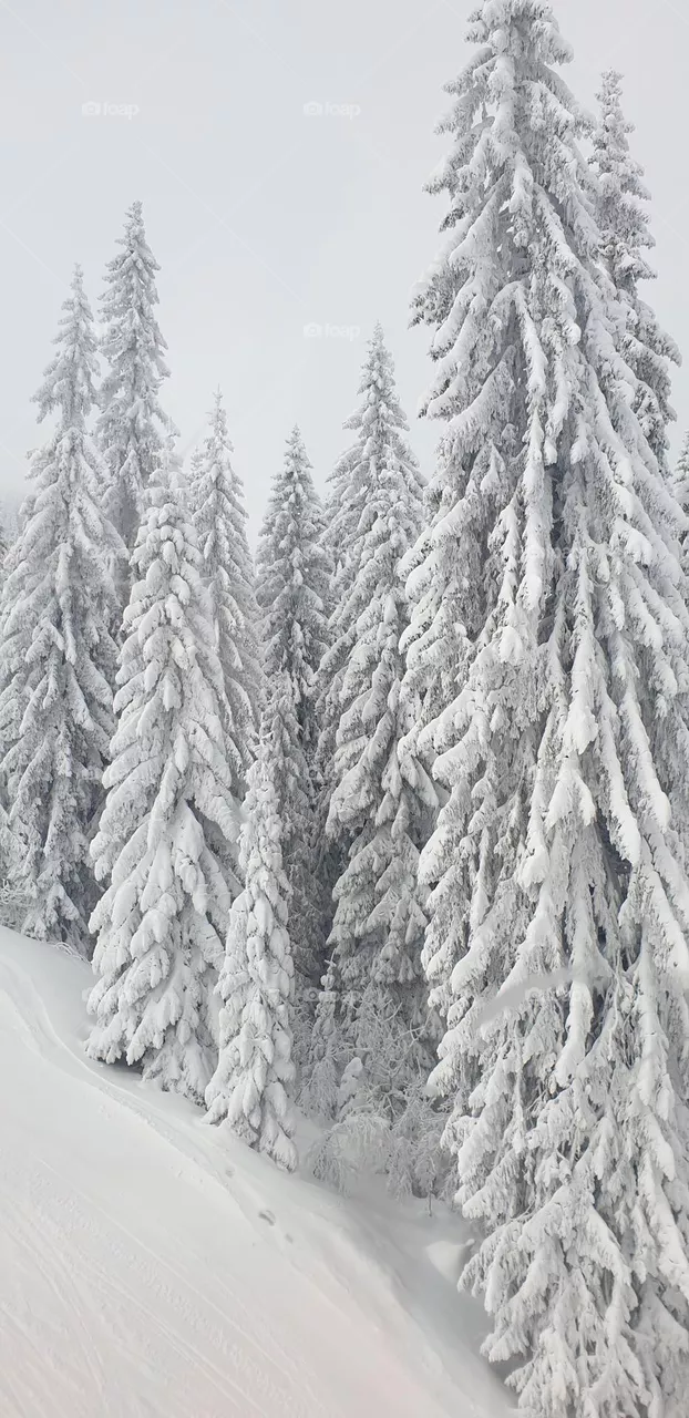 winter in the mountain