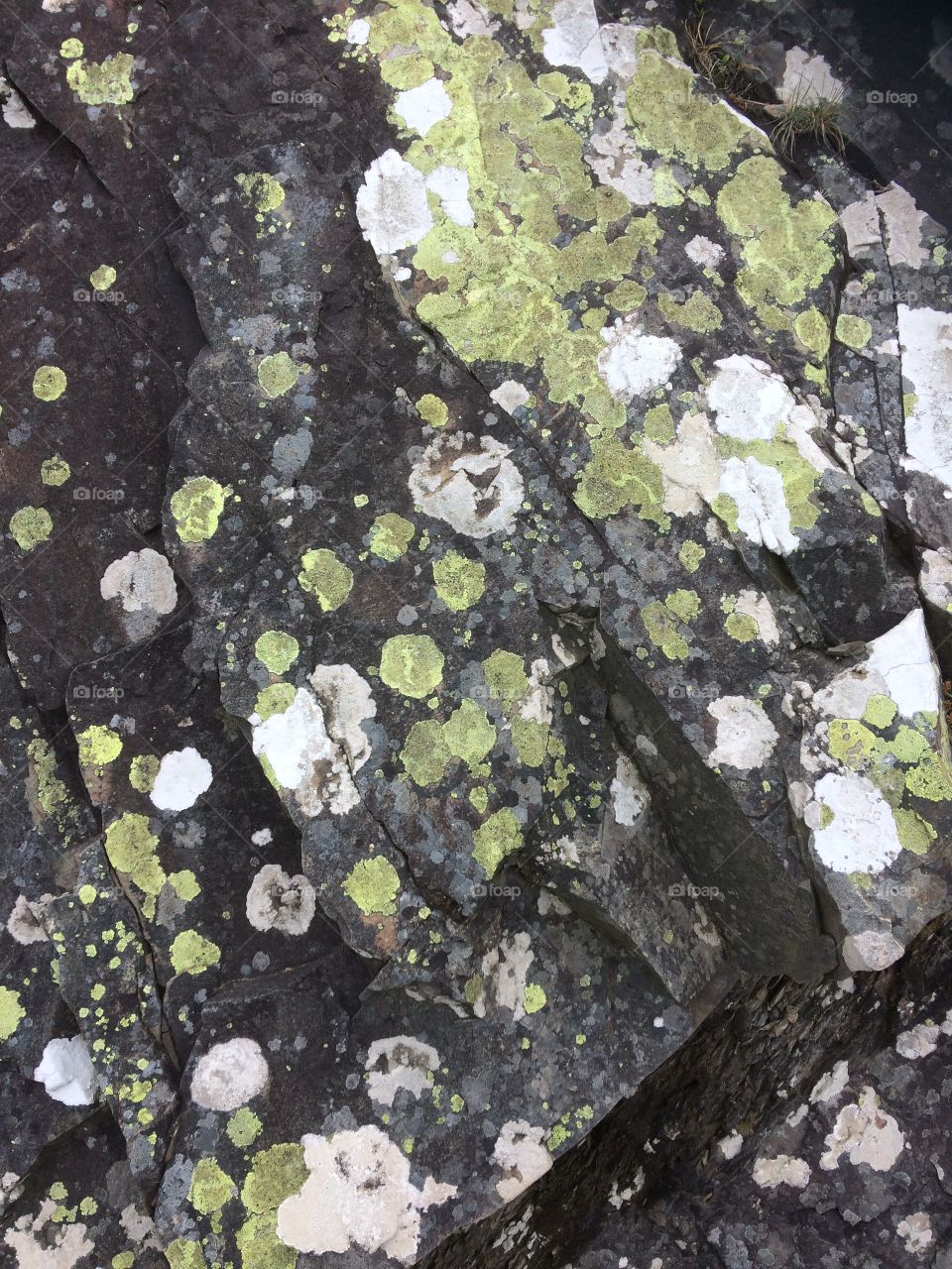 Rock with spots 