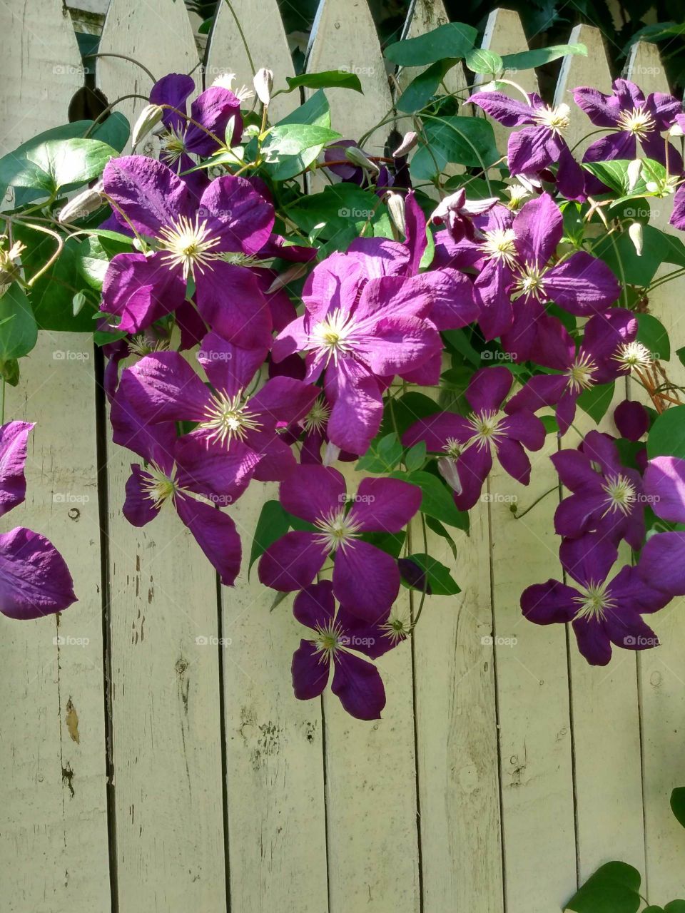 Clematis