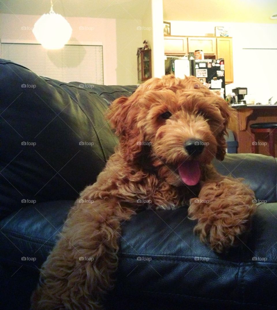Goldendoodle chester
