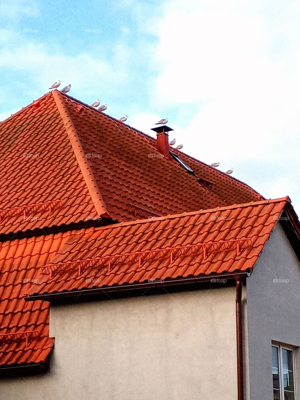 Roof and gulls
