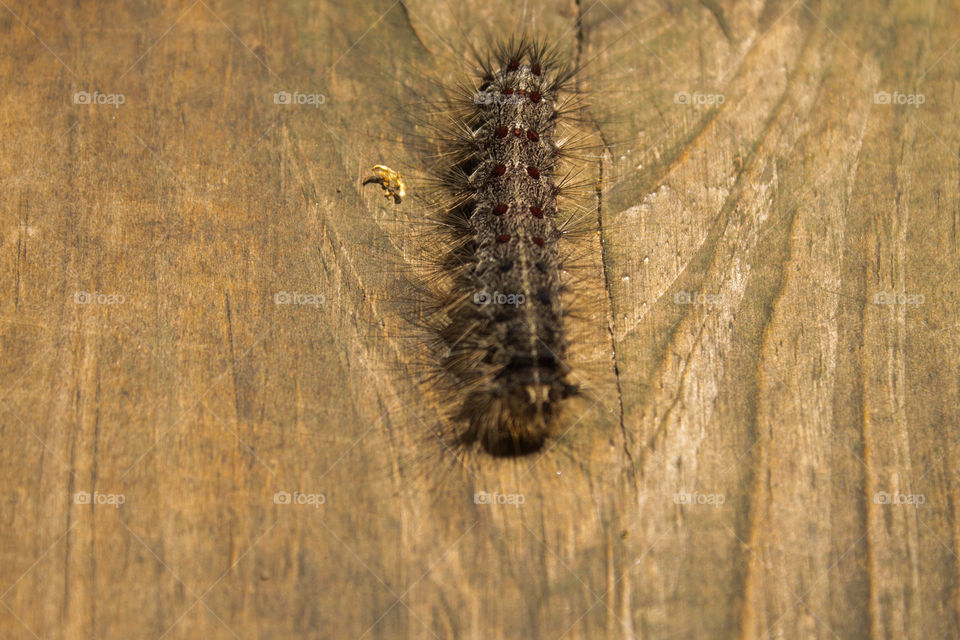 Caterpillar of gipsy moth