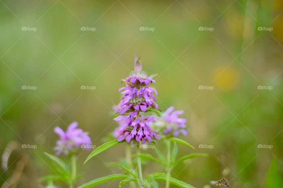 Purple flower in nature 