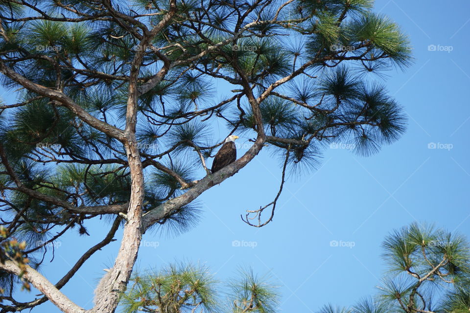 Bald eagle resting on tree branch 