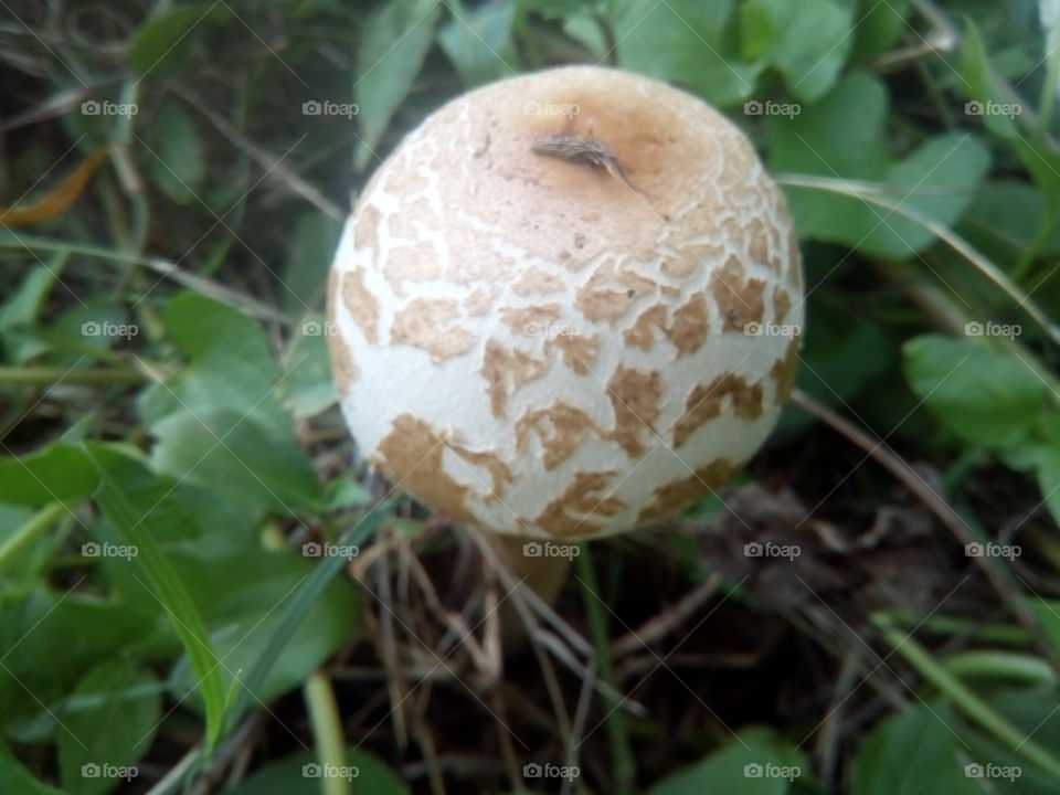 beautiful mushrooms