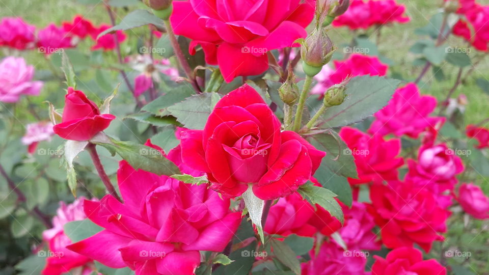 Red Roses with Pink Roses in the Background