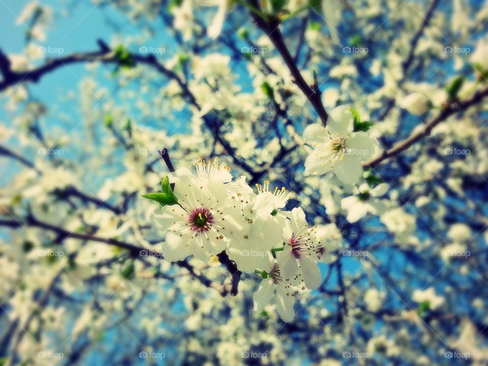 Spring blossom II