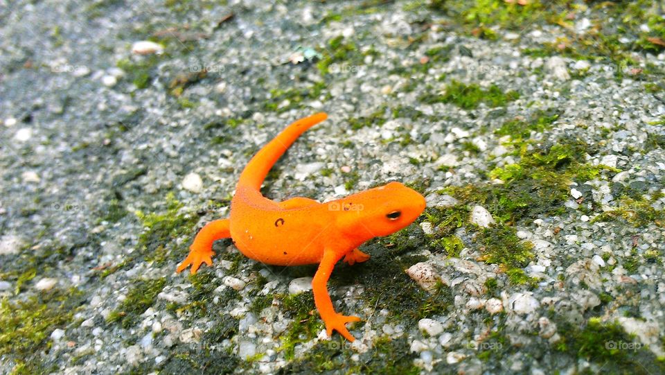 newt 
nature
salamander
outdoors 
moss