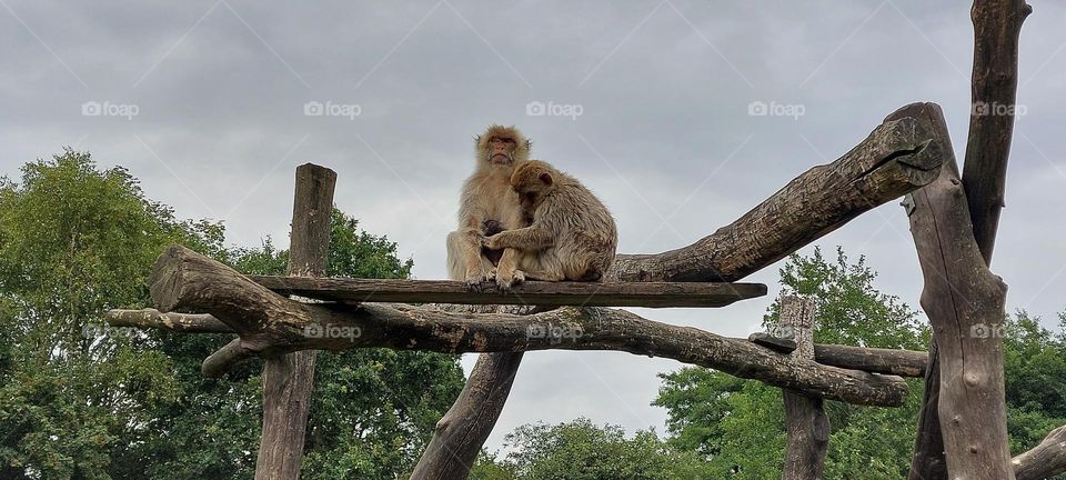 Exploring the nature. Monkey family time. Visiting Givskud zoo, Denmark.