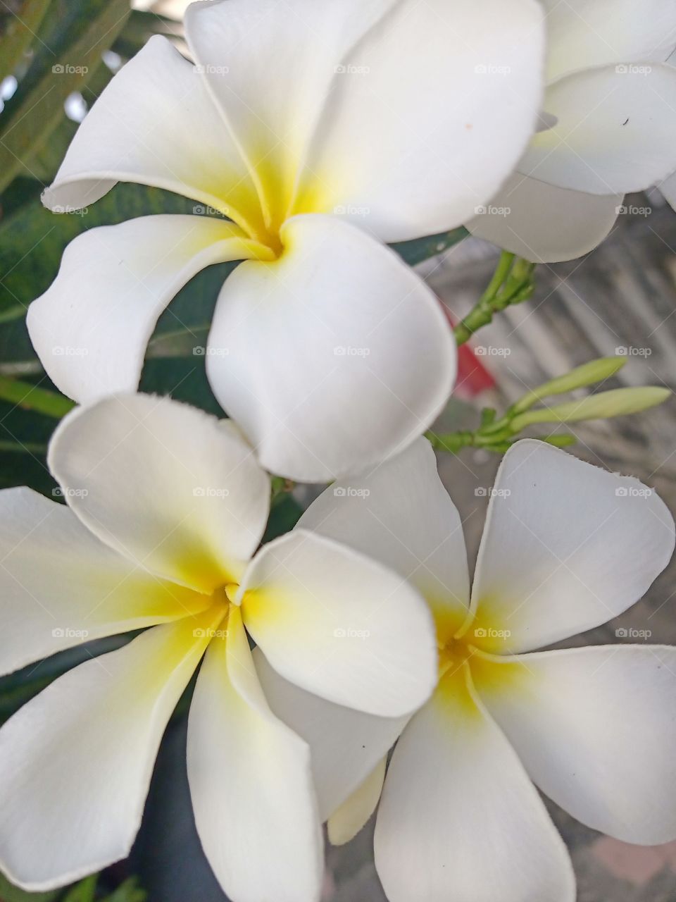 Beautiful Plumeria