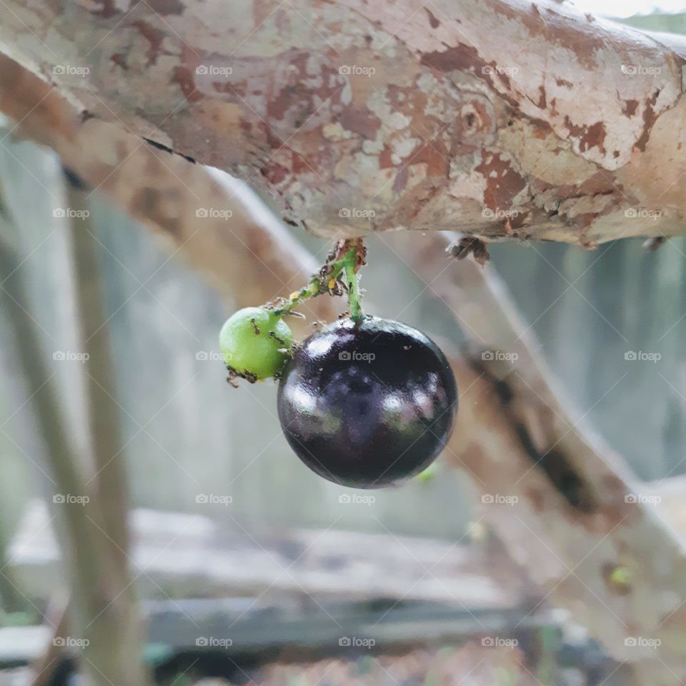 tree grapes