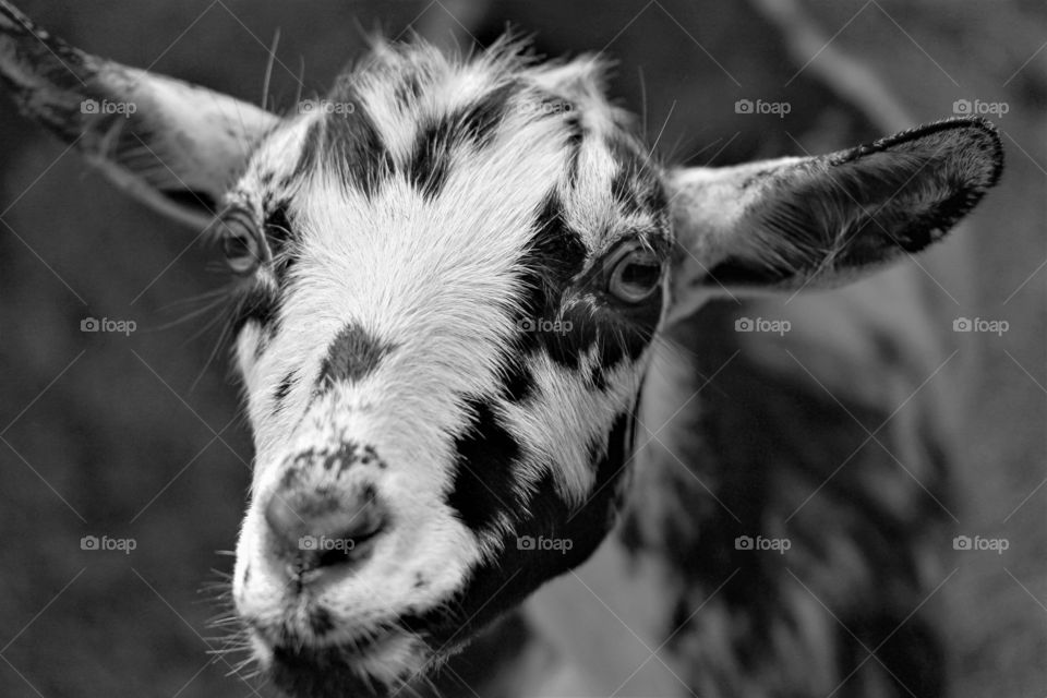 goat closeup