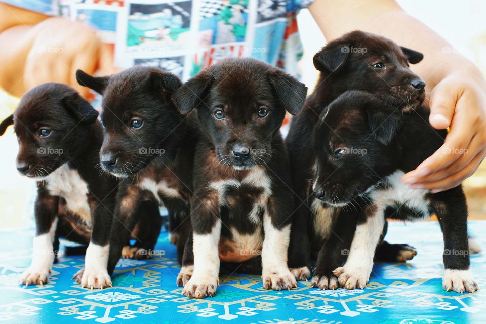 five abandoned puppies has been rescued and ready to be foster