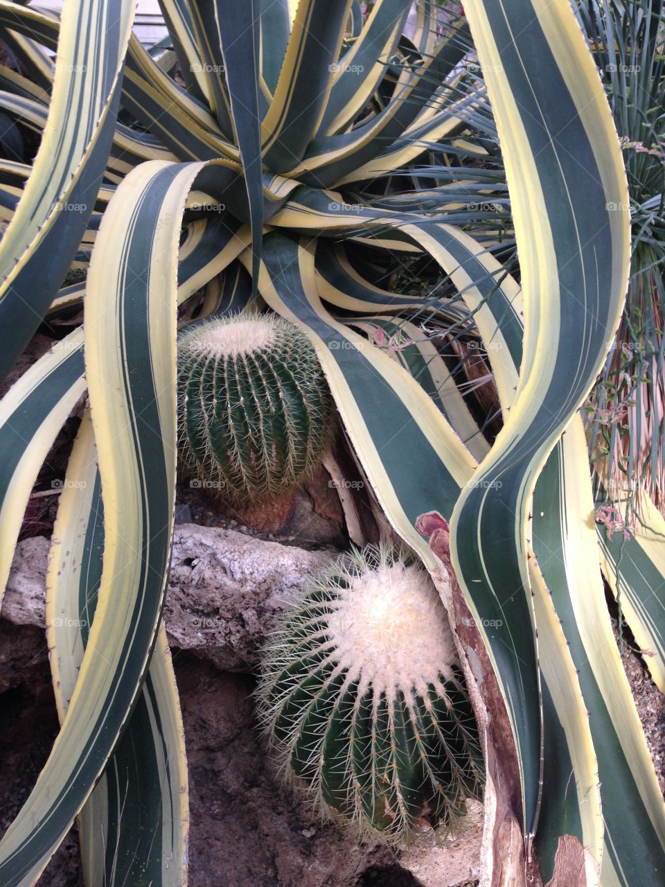 Crazy plants in PA botanical garden 